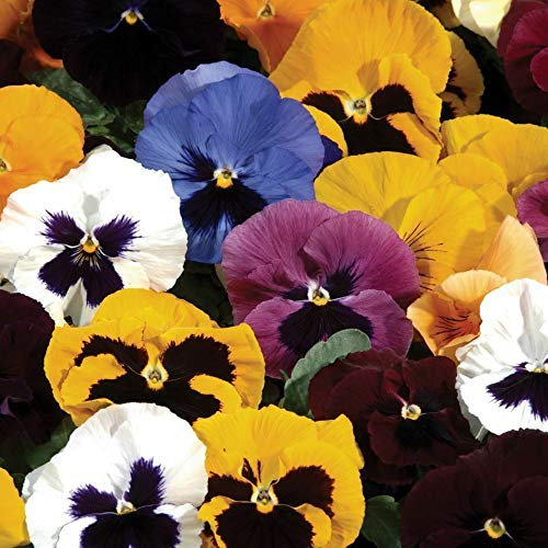 Portal Cool 12 Pansy Colourburst Mix Autumn Winter Spring Garden Flower Bedding Plug Plants