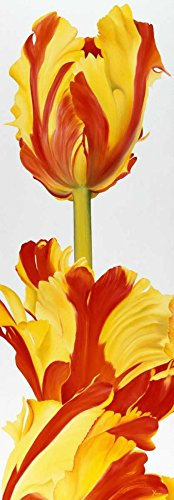 Feeling at home KUNSTDRUCK auf MATTE PAPIER 220gr Größer als du! Poelstra-Holzhaus Yvonne - europäisch vertikale Poster Tulpen Long Red Orange Modern Bild auf Papier cm_99_X_33