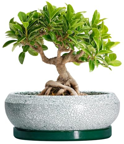 EPFamily Bonsai-Töpfe aus Keramik, 20,3 cm, mit Drainagelöchern und Untersetzern, Schwarzgrün