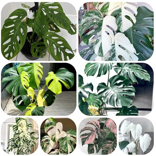 semillas de monstera raras, jardín, balcón, rocas de exterior, exóticas resistentes 120pcs