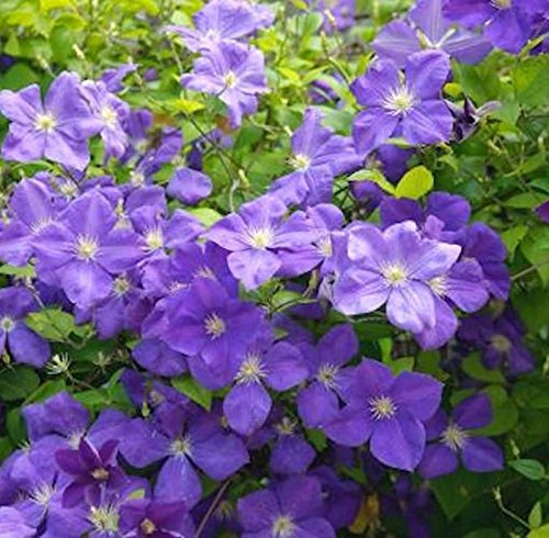 Waldrebe Jackmann Superba 100-125cm - Clematis