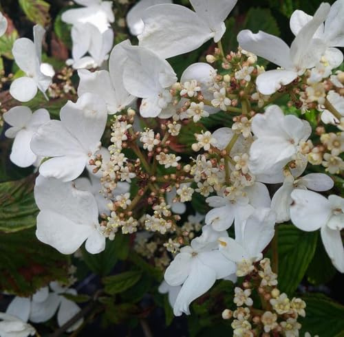 Japanischer Etagen - Schneeball 'Viburnum plicatum Mariesii' 30-40 cm winterhart immergrün Freilandaufzucht