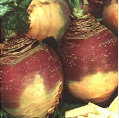 Swede - Best of All - 500 Seeds - Swedish Turnip