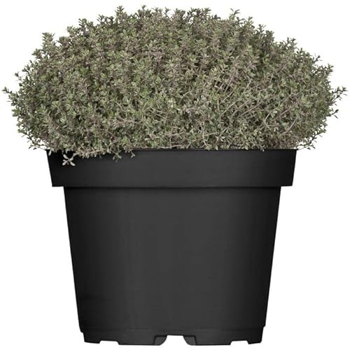 Tomillo Común - Planta Natural para Cocinar - Hierbas Provenzales Naturales para Huerto Urbano