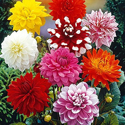 5 x Dahlia Decorative Mixed – Picture-Perfect Blooms – Perennial – Summer Flowering Bulbs – for Your Beautiful Garden