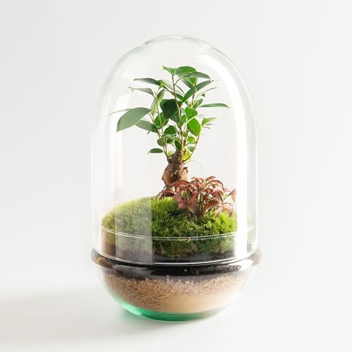 Natura Green | Jardin dans un bol | Terrarium | Arroser une fois par an
