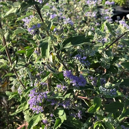 Vivai le Georgiche - Pianta vera di Caryopteris x clandonensis Kew Blue - vaso Ø 18 cm - altezza alla vendita 30-40 cm
