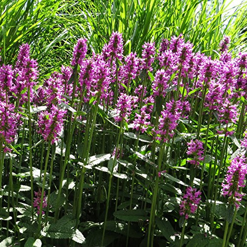 Blumixx Stauden Stachys monnieri 'Hummelo' – Zottiger Ziest, tief-rosa blühende winterharte Blütenstaude, pflegeleicht & langlebig, ideal für Beet, Garten & naturnahe Pflanzungen