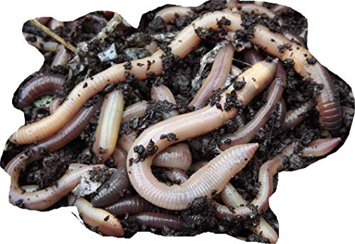 Garden Worms Earthworms, Lob Worms - 50 Pack, Lobworms Pack - Yorkshire Worms - Suitable for Improving Soil Condition