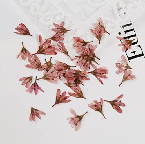 Crysdaralovebi 120 Stück gepresste getrocknete Chloris Virgata Sw Blume Pflanze Herbarium für Nagelkunst, Schmuck, Lesezeichen, Handyhülle, Einladungskarte, DIY (Hellrot)