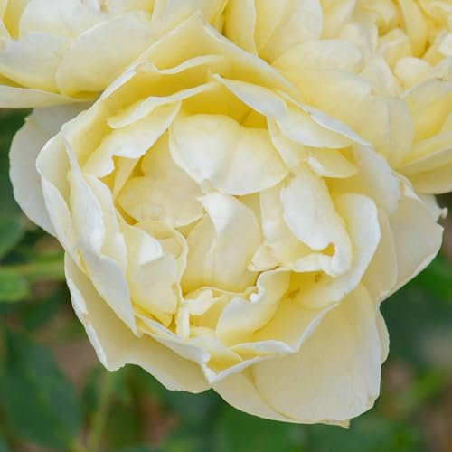 Patio Rose Our Dream - Garden Ready Rose Bush with Clusters of Yellow Double Roses - Gorgeous Patio Roses Plants for Outdoors in Pots - Striking Rose Plants for the Garden (3 Litre Pot, 20-40cm)