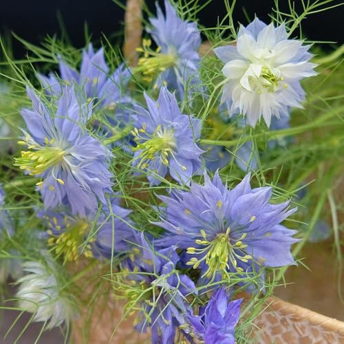 Vergine nel Seme Verde - decorazione del giardino per esterno Nigella damascena - le da giardino roccioso sono resistenti decorazione autunnale, biologici resistenti 200pcs