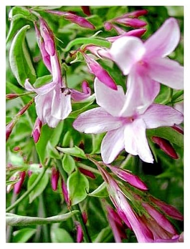 Jasminum 4er Duft-Jasmin-Kombination officinale-beesianum-Stephanense-arabischer Sambac