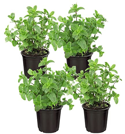 Live Aromatic and Edible Herb - Mint (4 Per Pack), Naturally Improves Breathing and Air Quality, 8 Tall by 4 Wide