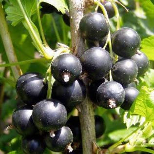 Plant Theory Jostaberry Fruit Bush Ribes Fruiting Berry Shrub Plant 3L Pot