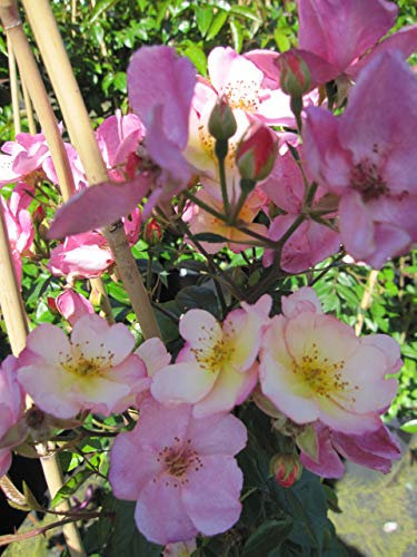 Baumschule Pflanzenvielfalt Rosa Plaisanterie - Kletterrose Plaisanterie®