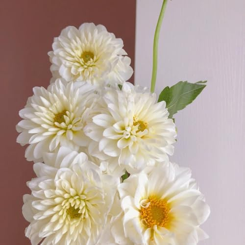 2bulbi tuberi di dalia - fresche decorativi acquistare tuberi di dalia trice, primaverili da giardino resistenti perenni