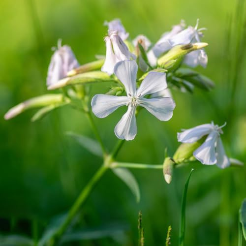 saponaria - sostenibles saponaria de jardín de exóticas Jardín, Cubresuelos resistentes semillas 200semillas