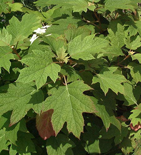 Eichenblättrige Hortensie Amethyst 40-60cm - Hydrangea quercifolia - lebende Gartenpflanze aus den Baumschulen