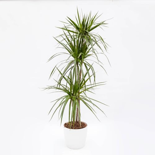 Vivai le Georgiche - Pianta vera di Dracaena marginata - vaso Ø 21 cm