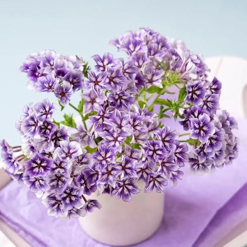 Phlox de alfombra - flox subulata otoño resistentes cama elevada jardín balcón primavera hojas perennes interior exóticas comprar semillas prado silvestres, 1200pcs