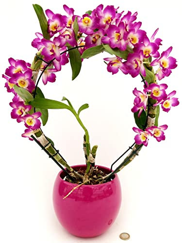POWERS TO FLOWERS - DENDROBIUM NOBILE ROSA INTENSO AD ARCO, IN VASO CERAMICA FUCSIA SFERICO, ORCHIDEA, pianta vera
