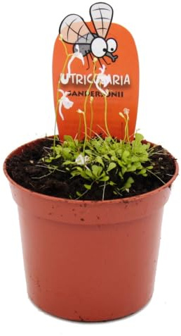 Fleischfressende Pflanze - Wasserschlauch - Utricularia sandersonii - 9cm Topf - Rarität