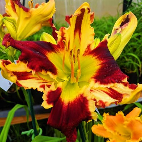 Daylily Bulbs UK,Daylily Plants,Hemerocallis Bulbs Daylily Bulbs Mix(Ornamental Flowers,Garden Flowers,Wedding Flowers,Plant Bulbs,Hardy Perennial)-8bulbs-c