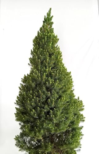 Kanadische Zuckerhut - Fichte Picea Glauca Conica 70-80 cm winterhart Freilandaufzucht