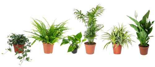 Set 6 Plantas Interior Poca Luz DECOALIVE: Hiedra, Helecho, Potho, Chamaedorea, Chlorophytum y Spathiphyllum