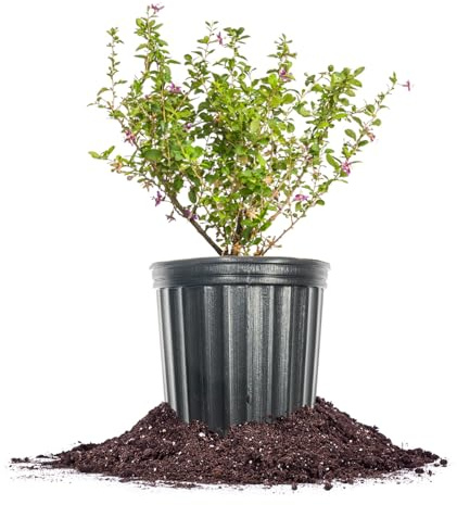 Perfect Plants Goji Berry Bush in 1 Gallon Grower's Pot | Delicious Wolfberry for Outdoor Planting | Fresh Antioxidant Packed Fruits | Fully Mature for Home Gardens