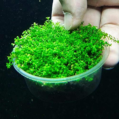 100 pcs/Bag Mini Dwarf Pearl Seeds Aquarium Grass Seed Fish Tank Decoration or: Only Seeds