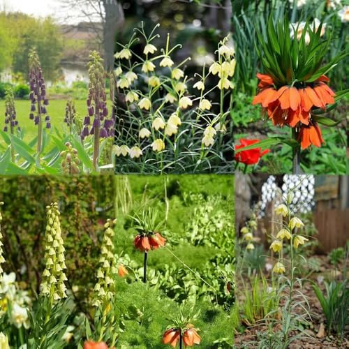 tubercoli della corona imperiale sono perenni giardino giardino di balcone corona imperiale, decorazione balconi bulbi 5pcs