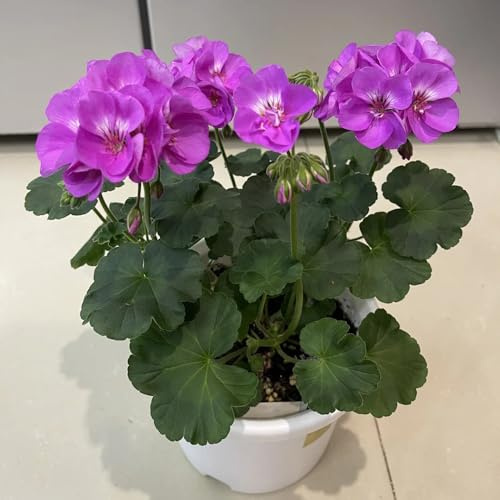 semillas de geranio perenne - Decoración silvestres verano jardín rocas resistentes 600pcs