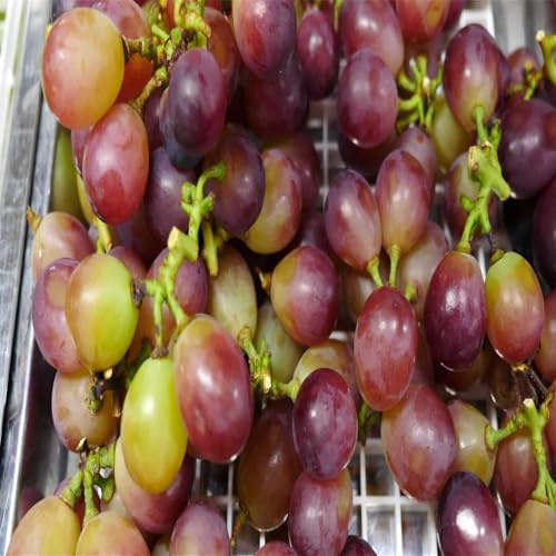 Das Bunt Gemischte, Exklusive, Winterhart Traubenwurzel, Weintrauben Kernlos Winterhartes, Trauben Kernlos, Garten Tafeltraube, Elegante, -2 Weinreben -B
