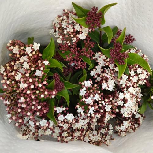 Schneeball, alte sorten Viburnum dilatatum, blühende sträucher winterhart blumendeko balkongewächshäuser immergrüne gartendeko für draußen 50Samen