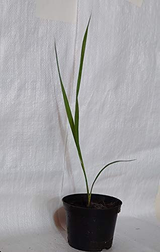 California Fan Palm, Desert Fan Palm, Washingtonia filifera in a 13cm. Rigid Pot