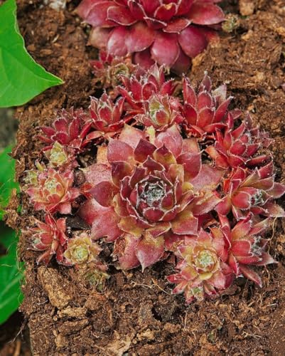 Sempervivum 'Rusty' 9x9 cm Topf – Winterhart, Immergrün, Pflegeleicht – Hauswurz – Bodendecker für Steingarten & Trockenbeet