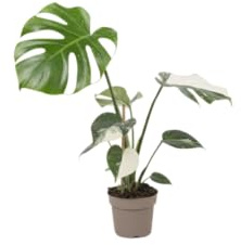 DECOALIVE Monstera Deliciosa Variegata Planta Real con Patrón Bicolor y Crecimiento Espectacular