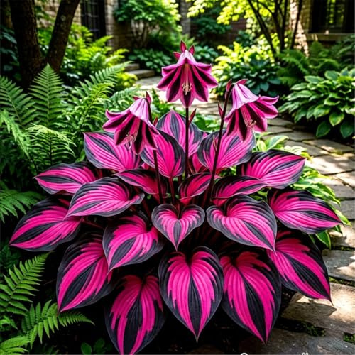 Glänzende Funkie – Schattenverträgliche Blattschmuckpflanze für den Garten – Immergrün und pflegeleicht-6 PCS-I