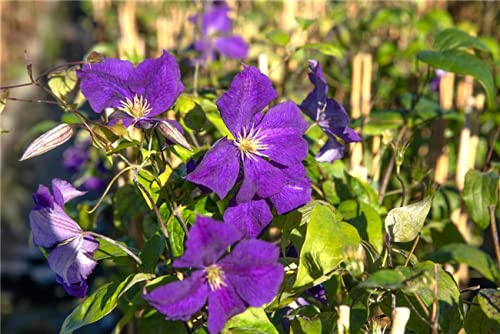 Clematis Hybride 'Warszawska Nike' 40-60 cm – Winterhart, Mehrjährig, Pflegeleicht – Waldrebe – Kletterpflanze für Pergola & Rankhilfe