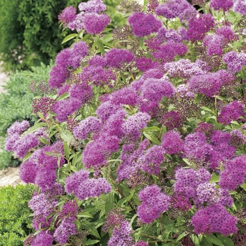 GARTEN SCHLÜTER® Rote Sommerspiere 'Anthony Waterer' - Spiraea bumalda