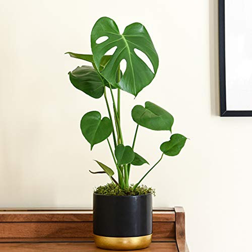 Monstera Swiss Cheese Plant 1 x 11cm Pot Indoor Evergreen Houseplant for Home, Office & Conservatory with Large, Glossy Exotic Leaves by Thompson & Morgan