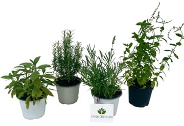 Set 4 Piante Aromatiche: Rosmarino, Salvia, Menta, Lavanda prodotto da Vivai del Sole vaso diametro cm 14