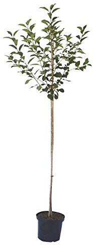 Karneol (S) Sauerkirsche Kirsche Halbstamm robuste Sorte saftreich 150-170 cm 10 Liter Topf F12/1