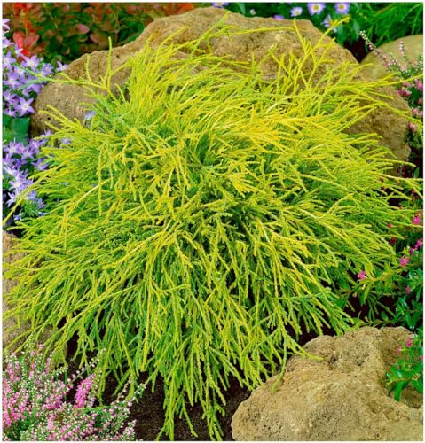 GrowOn Shrubs [x2] Dwarf Conifer Chamaecyparis Pisifera 'Filifera Sungold' | Multi-Pack | Evergreen Shrubs | Outdoor Garden Ready Plants