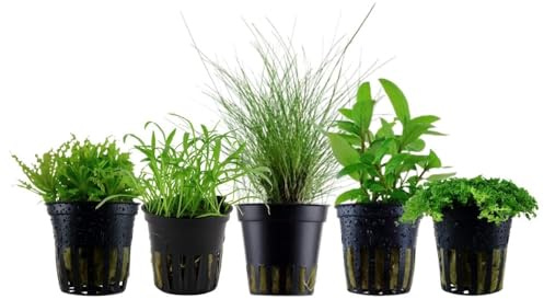 AquaOne Aquarium Pflanzen 5X Wasserpflanzen Set mit 5 Vordergrundpflanzen | Vordergrund Aquarienpflanzen, Eleocharis Lilaeopsis Helanthium Pogostemon