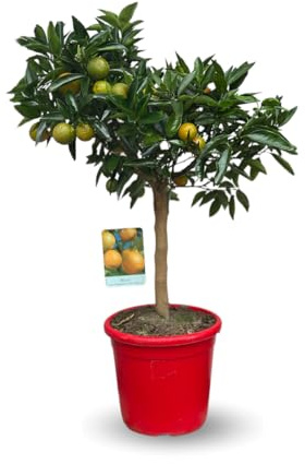 Attitude Jardin - kumquatine - fortunella margarita x citrus clementin - agrume méditerranéen - arbre fruitier - 75-85 cm - ⌀ 22 cm