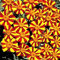 Semillas de Marigold Mr. Majestic - Tagetes patula nana