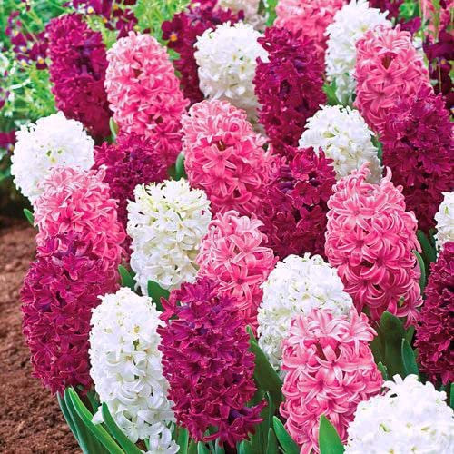 10 X Giacinti Profumati Misti - Hyacinthus Orientalis Mix - Bulbi Di Alta Qualità (10)